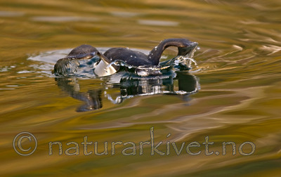 BB 07 0027 / Alca torda / Alke